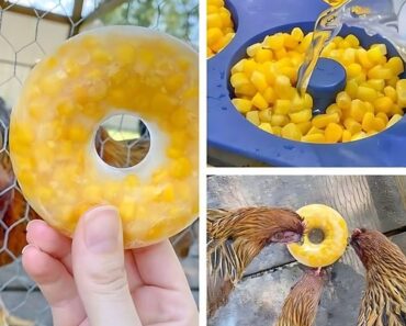 Frozen Corn Treats for chickens